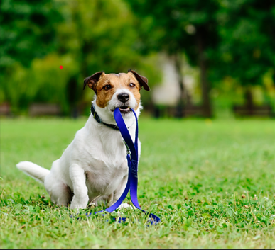 Dog Training Lesson: Starting Bid $75